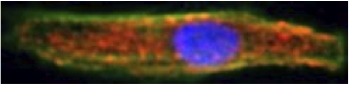 Cardiac cell on 3 kPa substrate. alpha-actinin labeled red, DNA blue, F-actin green.